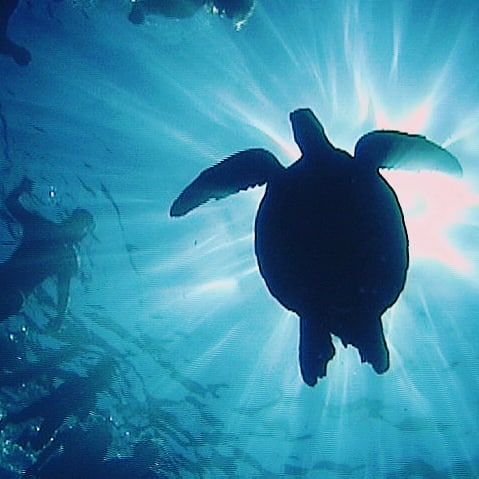 Sei sportlich im Hawaii Urlaub. Meeresschildkröten auf Maui am und unter Wasser entdecken!